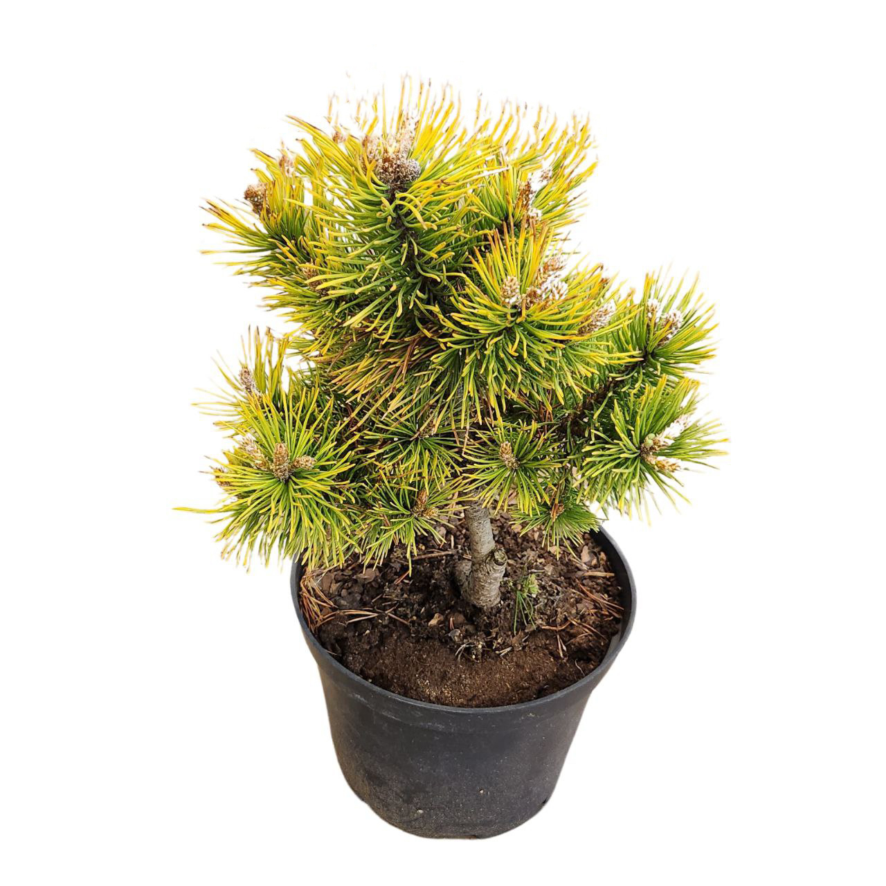 Сосна горная Голден Глоу